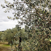 Load image into Gallery viewer, Oli del Raig 2024 Argudell - 0,5L - Aceite de Oliva de Primera Prensada