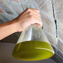 Load image into Gallery viewer, Oli del Raig 2024 Argudell - 0,5L - Aceite de Oliva de Primera Prensada
